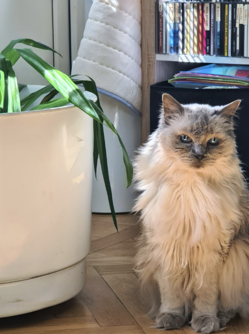 quzga cat